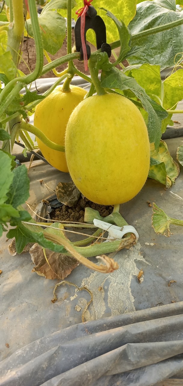 dưa lê vàng Thái Kim